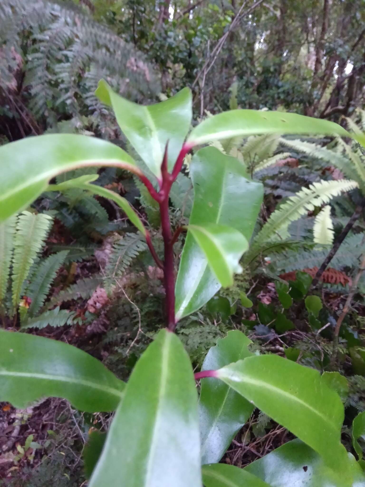 Image of Pseudowintera axillaris (J. R. & G. Forst.) Dandy