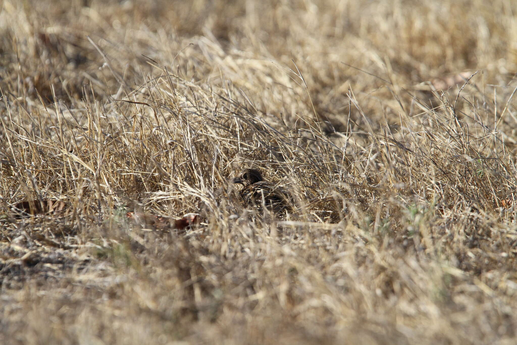 Image of Sumba Buttonquail