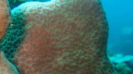 Image of Encrusting Sandpaper Coral