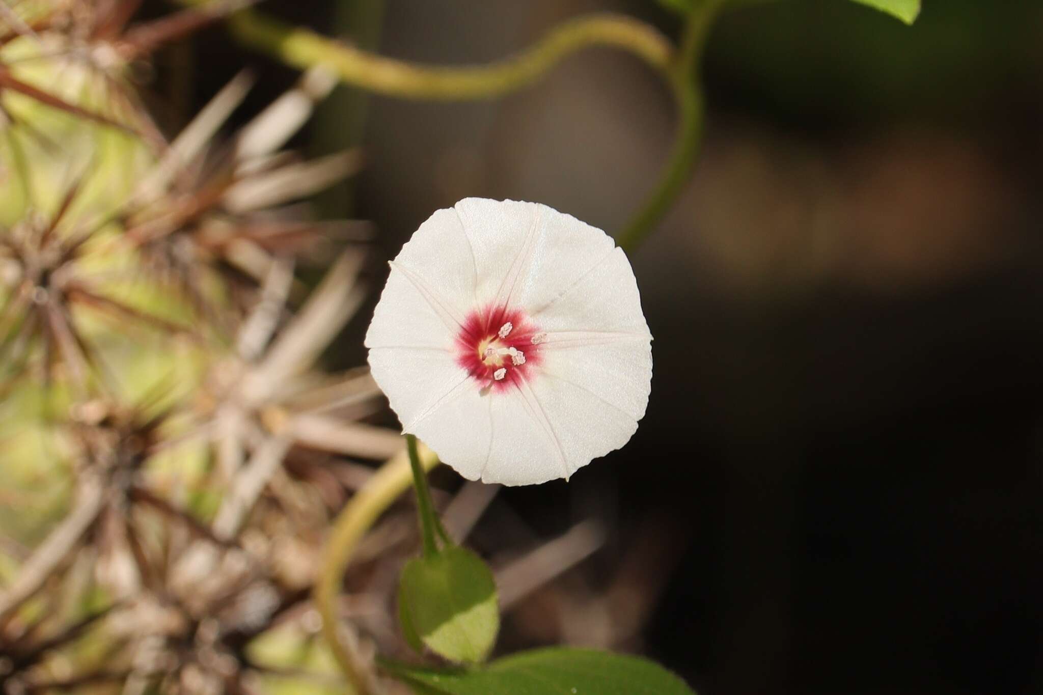 Image of Jacquemontia gracillima (Choisy) Hall. fil.