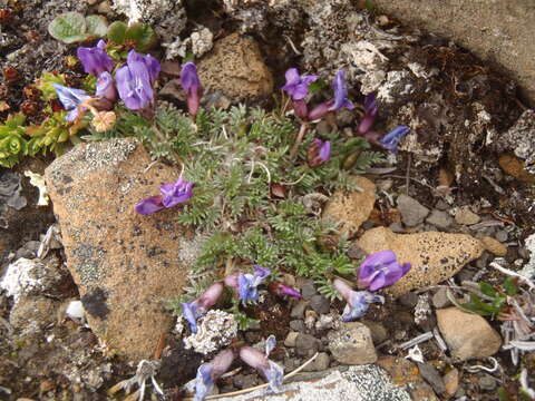 Image of stalkpod locoweed