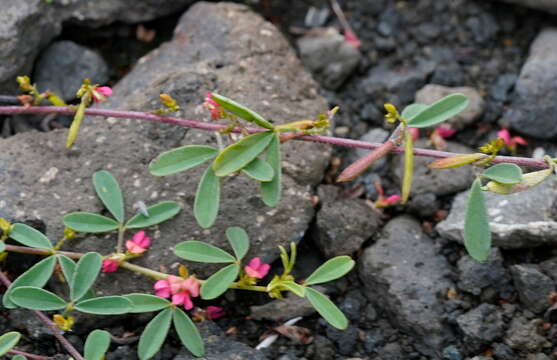 Indigofera trifoliata L.的圖片