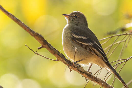 Image of Small-headed Elaenia