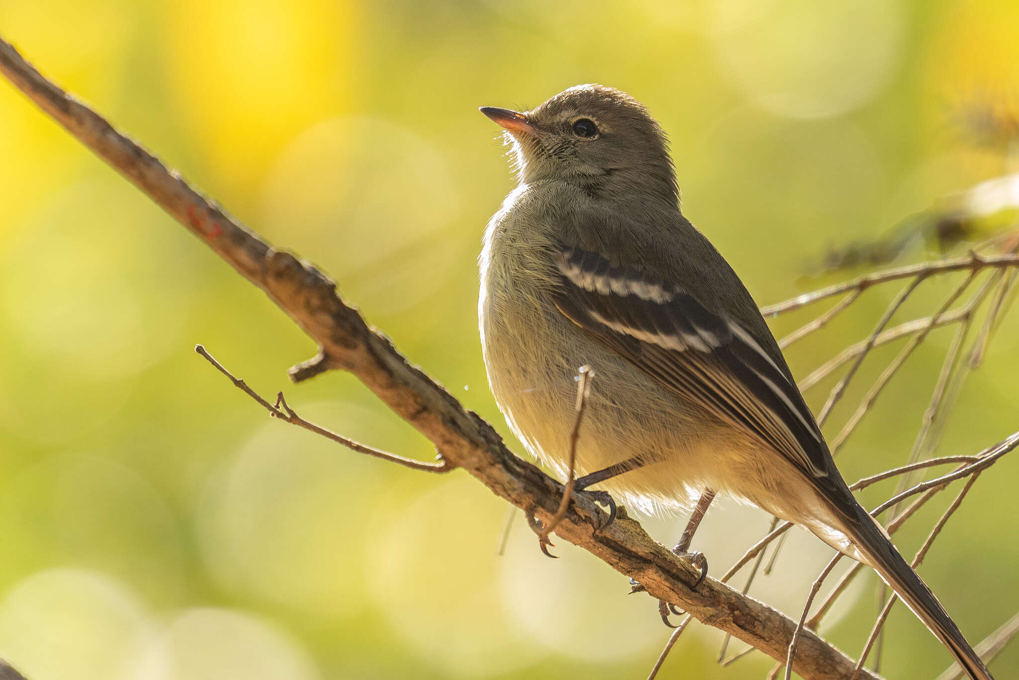 Image of Small-headed Elaenia