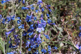 Image of low beardtongue