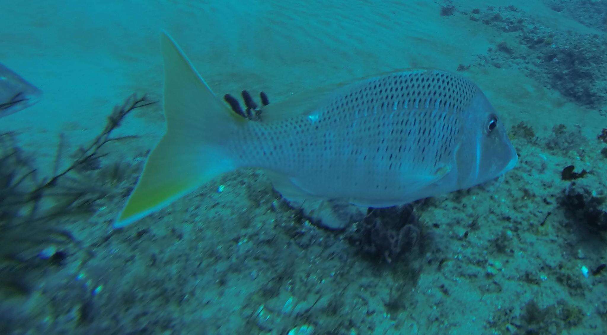 Sivun Lethrinus crocineus Smith 1959 kuva