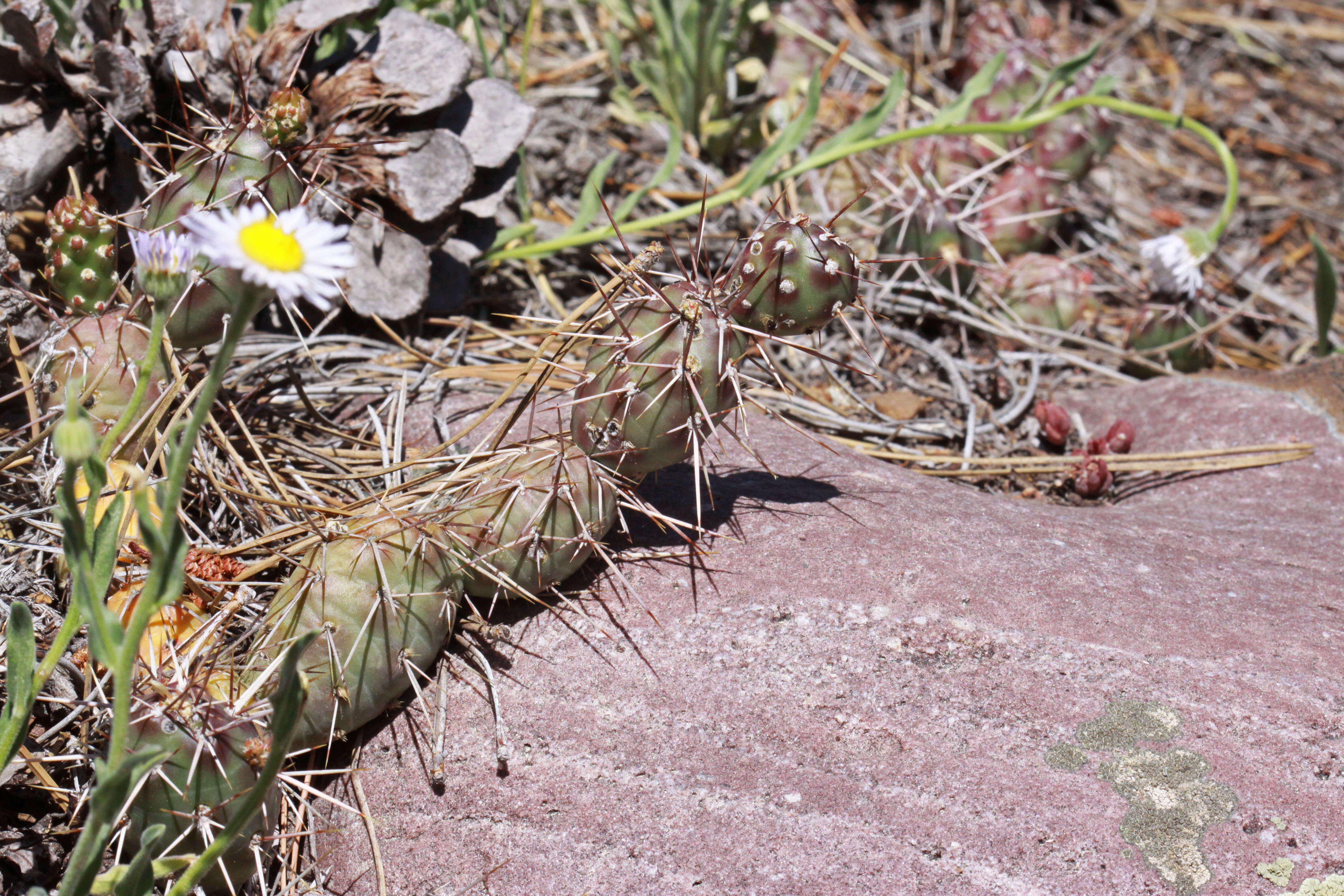 Opuntia fragilis (Nutt.) Haw. resmi