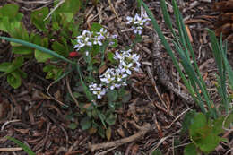 Image of alpine pennycress