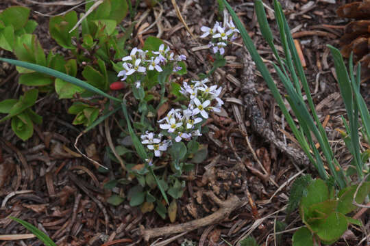 Imagem de Noccaea fendleri subsp. glauca (A. Nelson) Al-Shehbaz & M. Koch