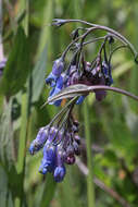 Image of tall fringed bluebells