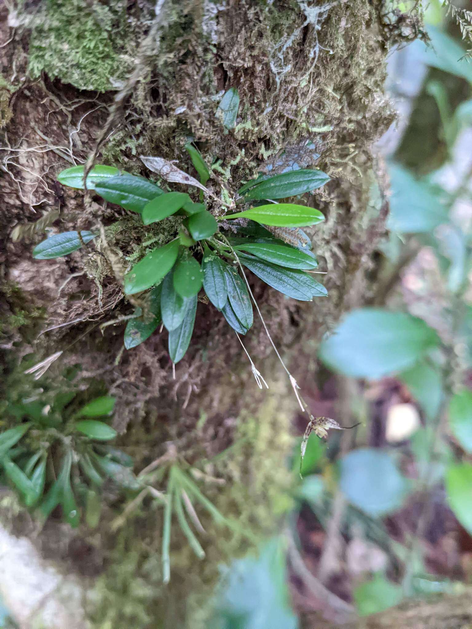 Image of Muscarella strumosa (Ames) Luer