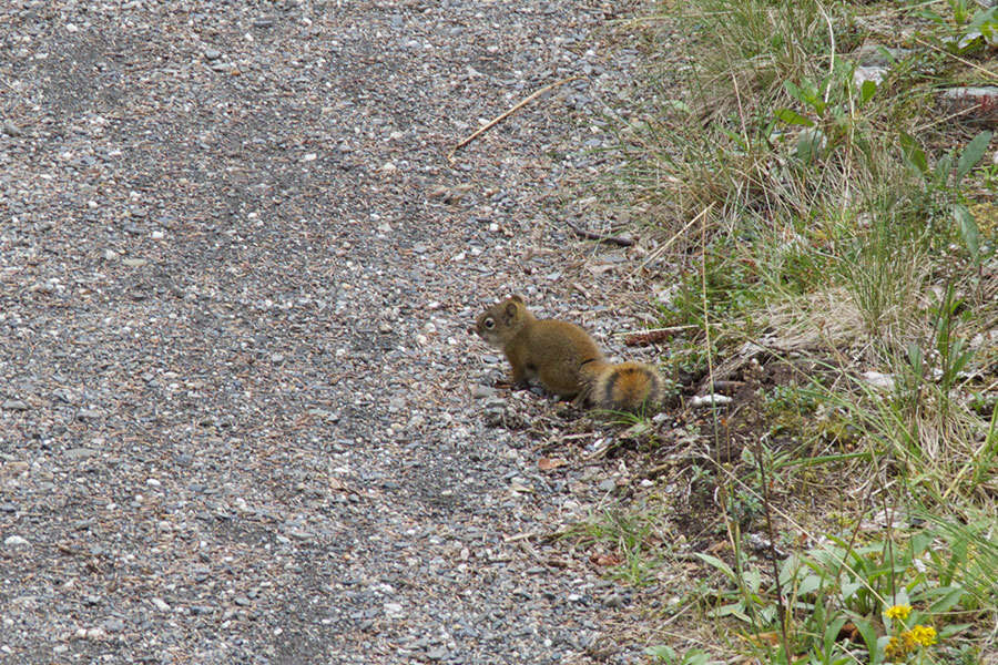 Image of pine squirrel