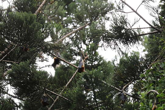 Image of Greater Mascarene Flying Fox