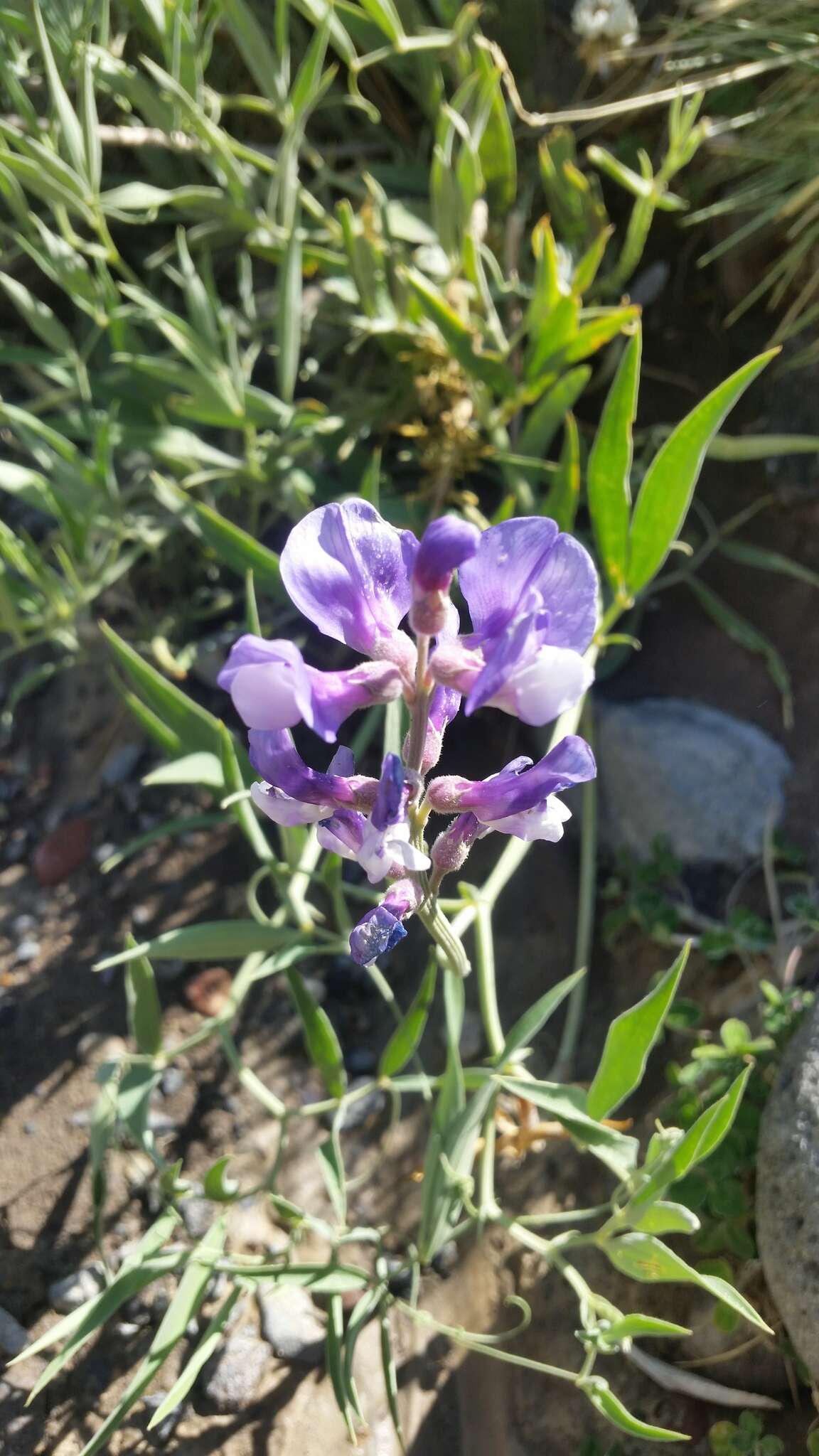 Image of Lathyrus magellanicus Lam.