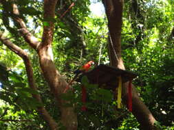 Image of Scarlet Macaw