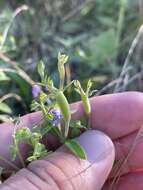 Image de Stagmatophora sexnotella (Chambers 1878)