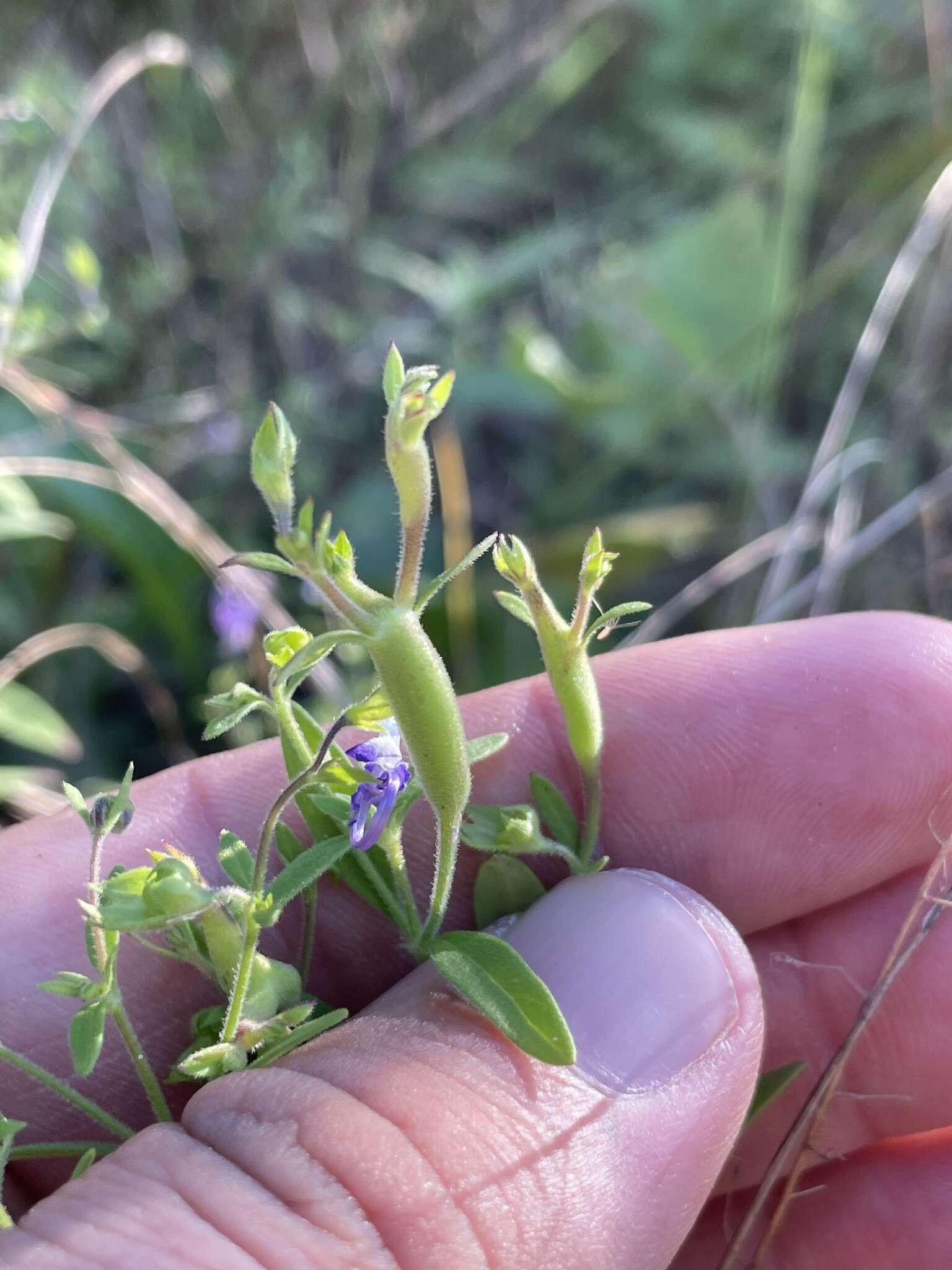 Image de Stagmatophora sexnotella (Chambers 1878)