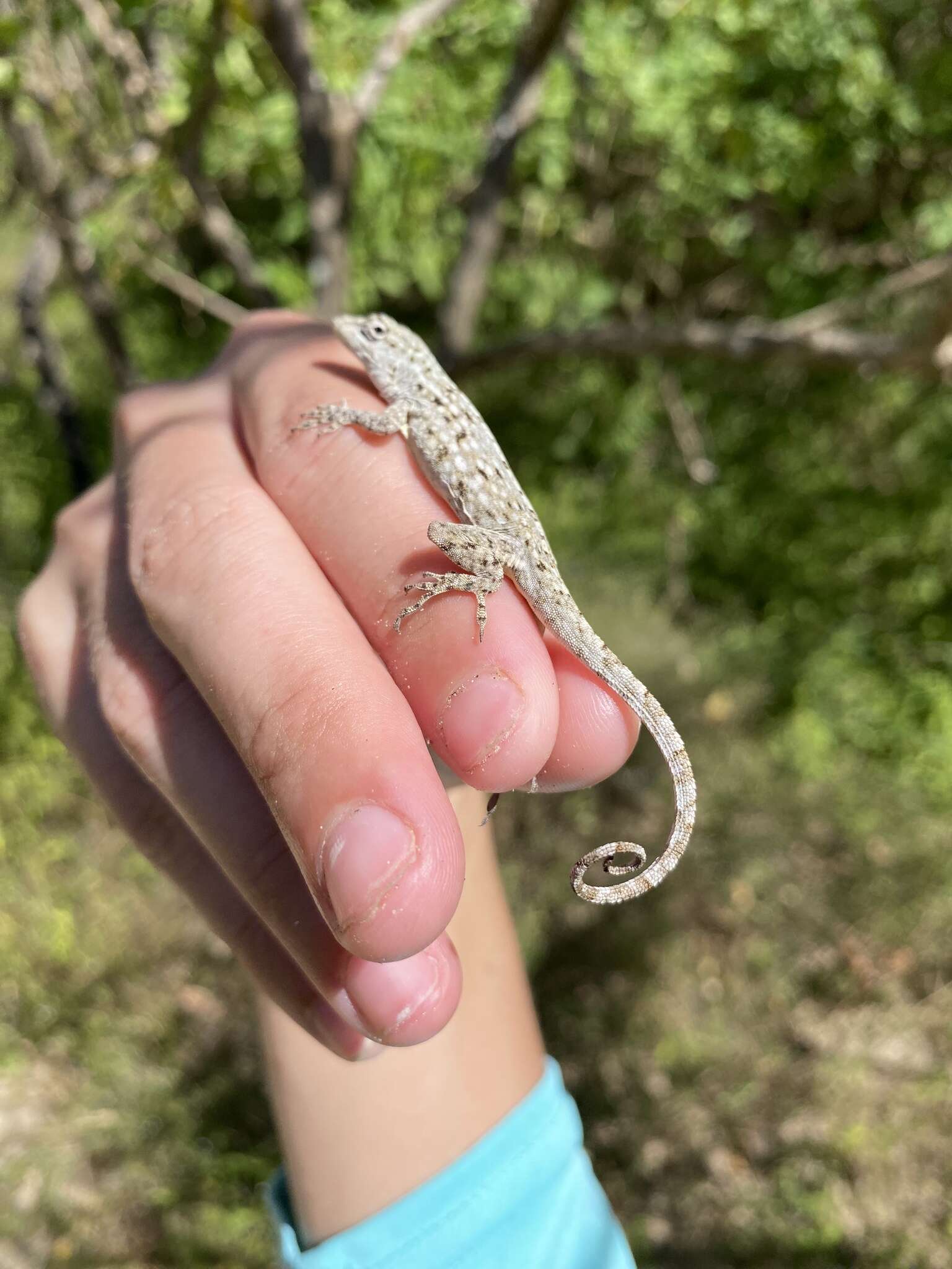 Image of Anolis charlesmyersi Köhler 2010