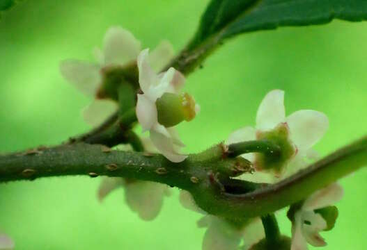 Sivun Ilex serrata Thunb. kuva