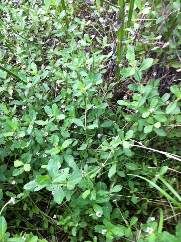 Image of lanceleaf fogfruit