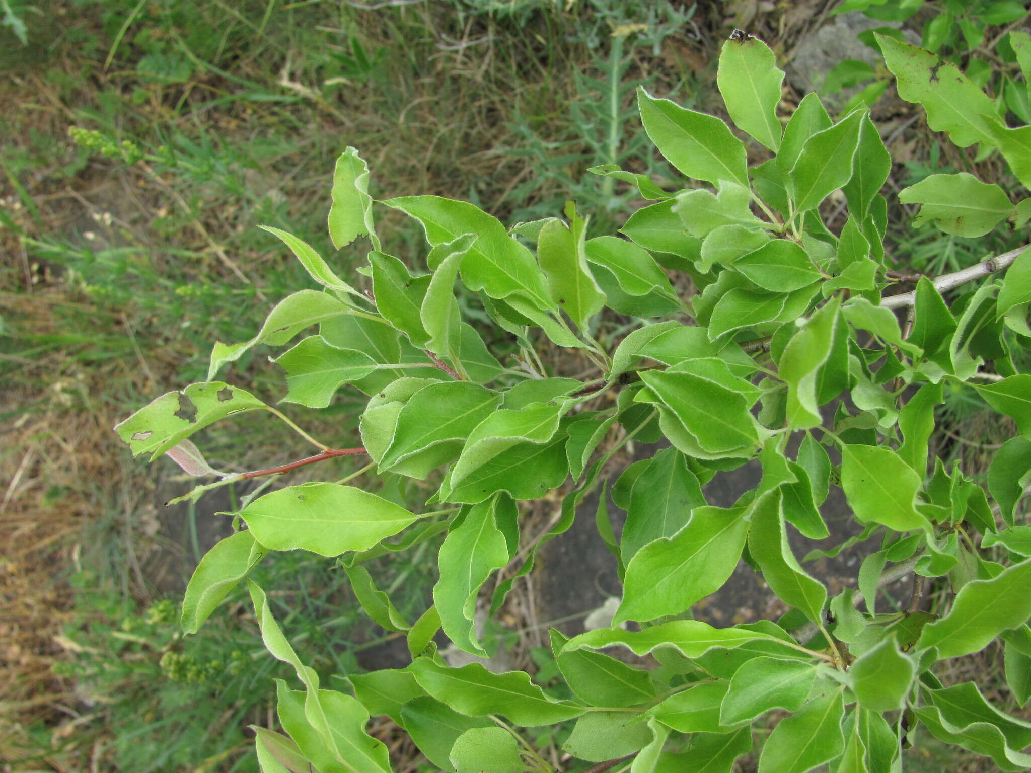 Plancia ëd Pyrus georgica