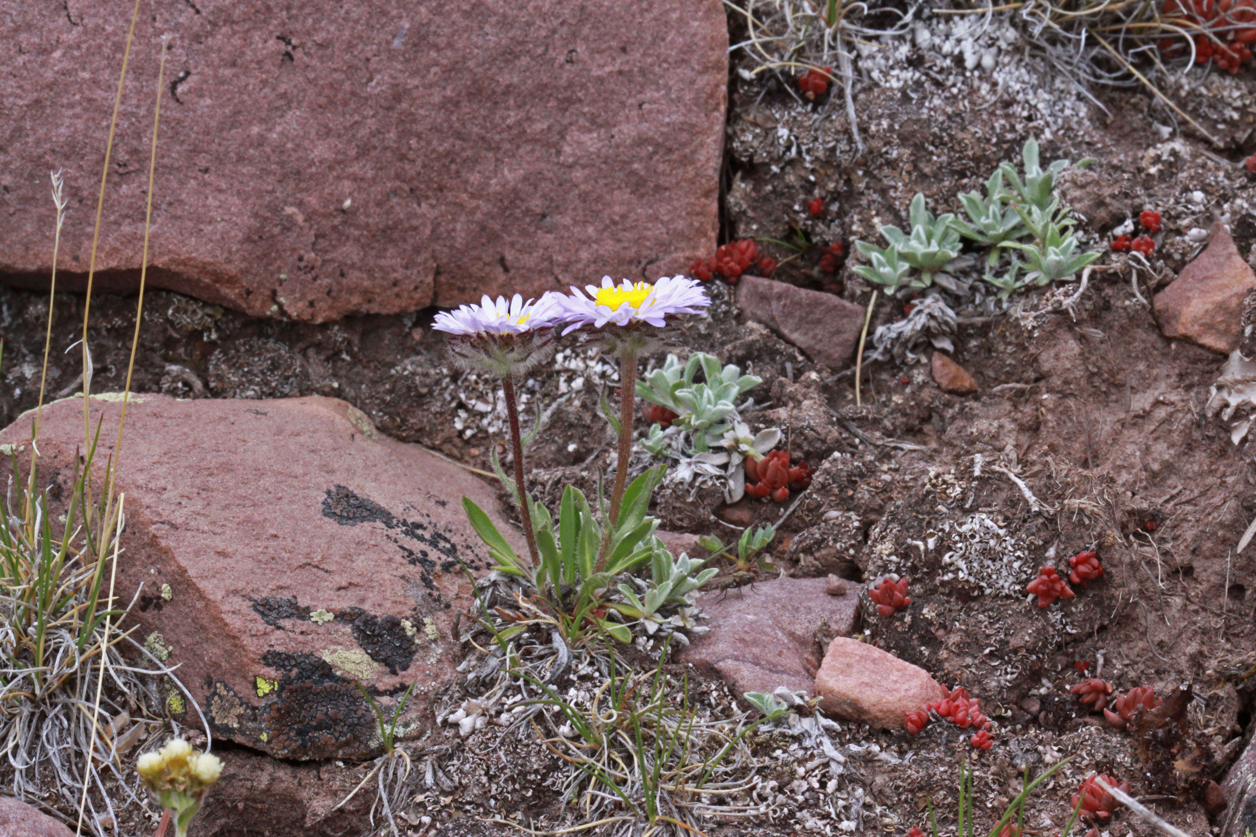 Image of largeflower fleabane