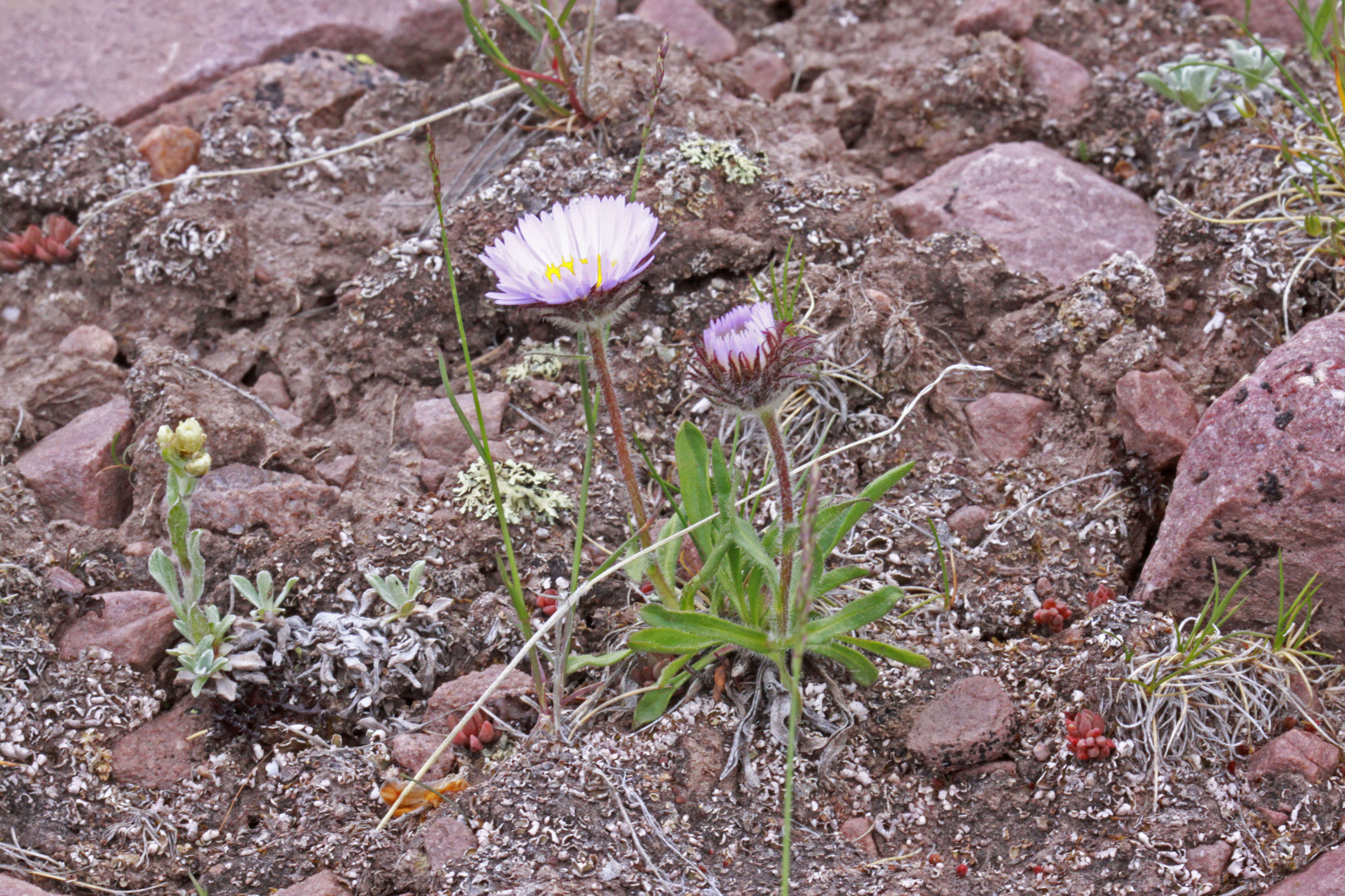 Image of largeflower fleabane