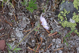 Image of largeflower fleabane