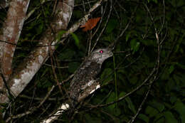 Image of Papuan Frogmouth