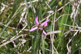 Image of alpine shootingstar