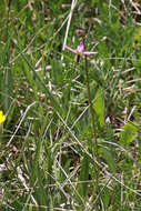 Image of alpine shootingstar