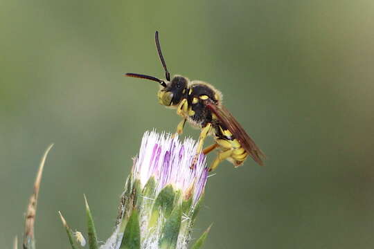 Image of Nomada suavis Cresson 1878