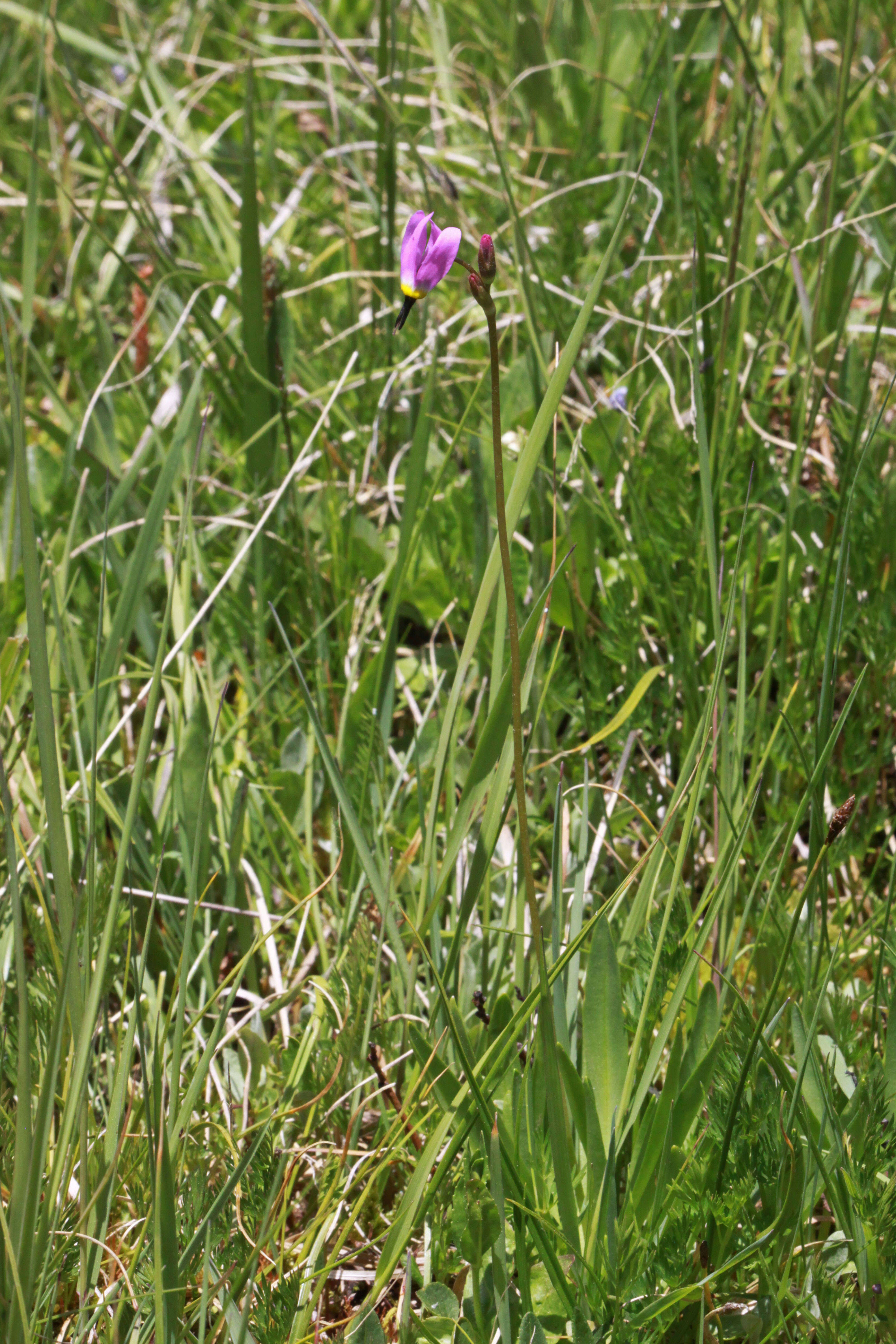 Image of alpine shootingstar