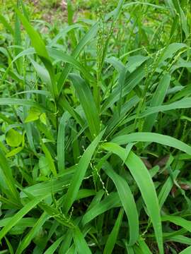 صورة Brachiaria ramosa (L.) Stapf