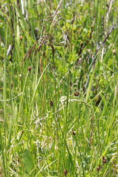 Image of Tufted Hair-grass