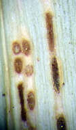 Imagem de Puccinia chathamica McKenzie 2008