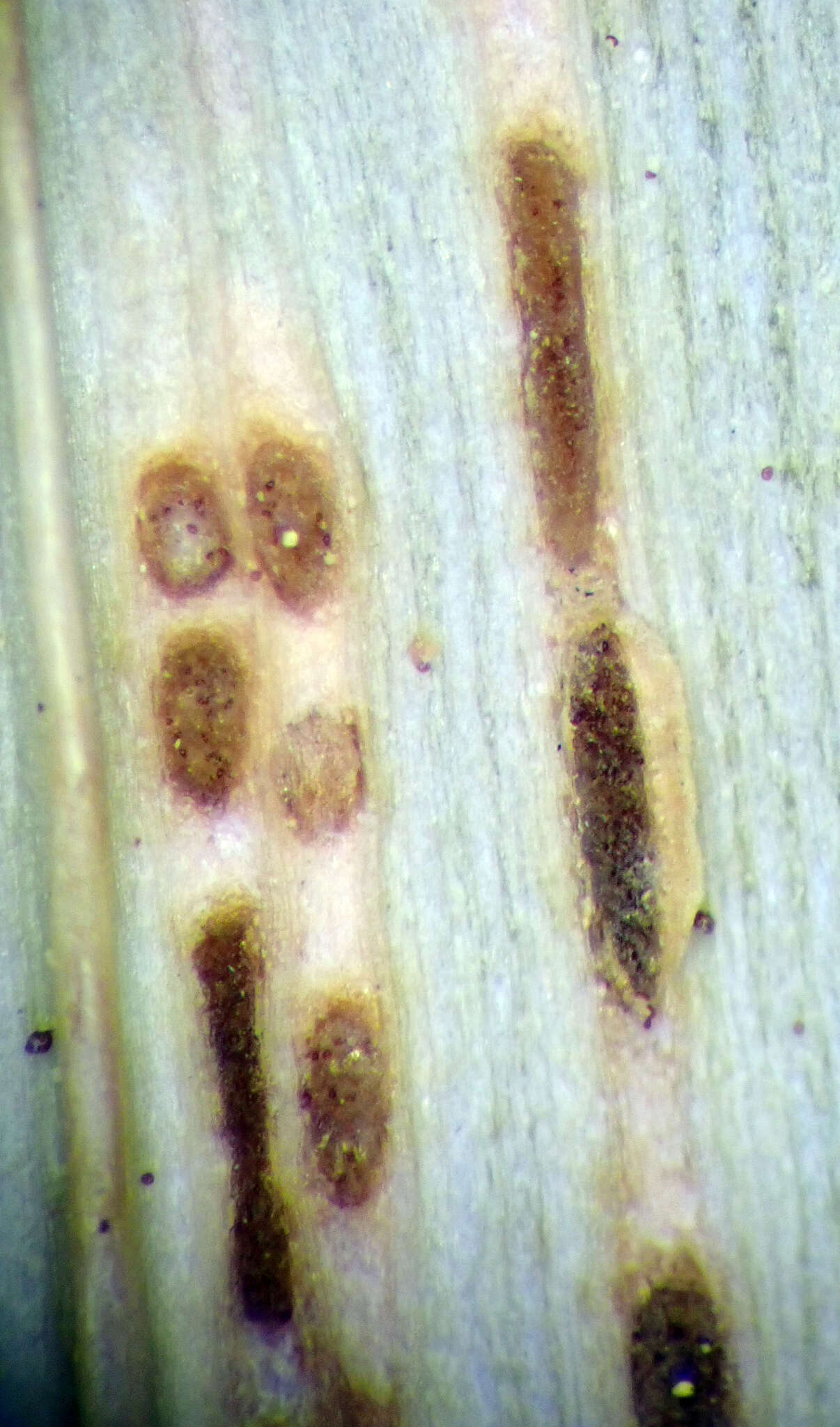 Image of Puccinia chathamica McKenzie 2008