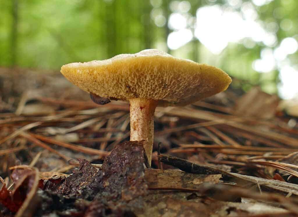 Image of Suillus hirtellus (Peck) Snell 1944