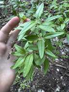 Image of Texas mock orange