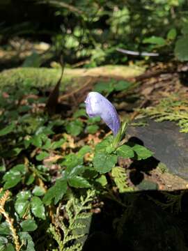 Strobilanthes rankanensis Hayata resmi