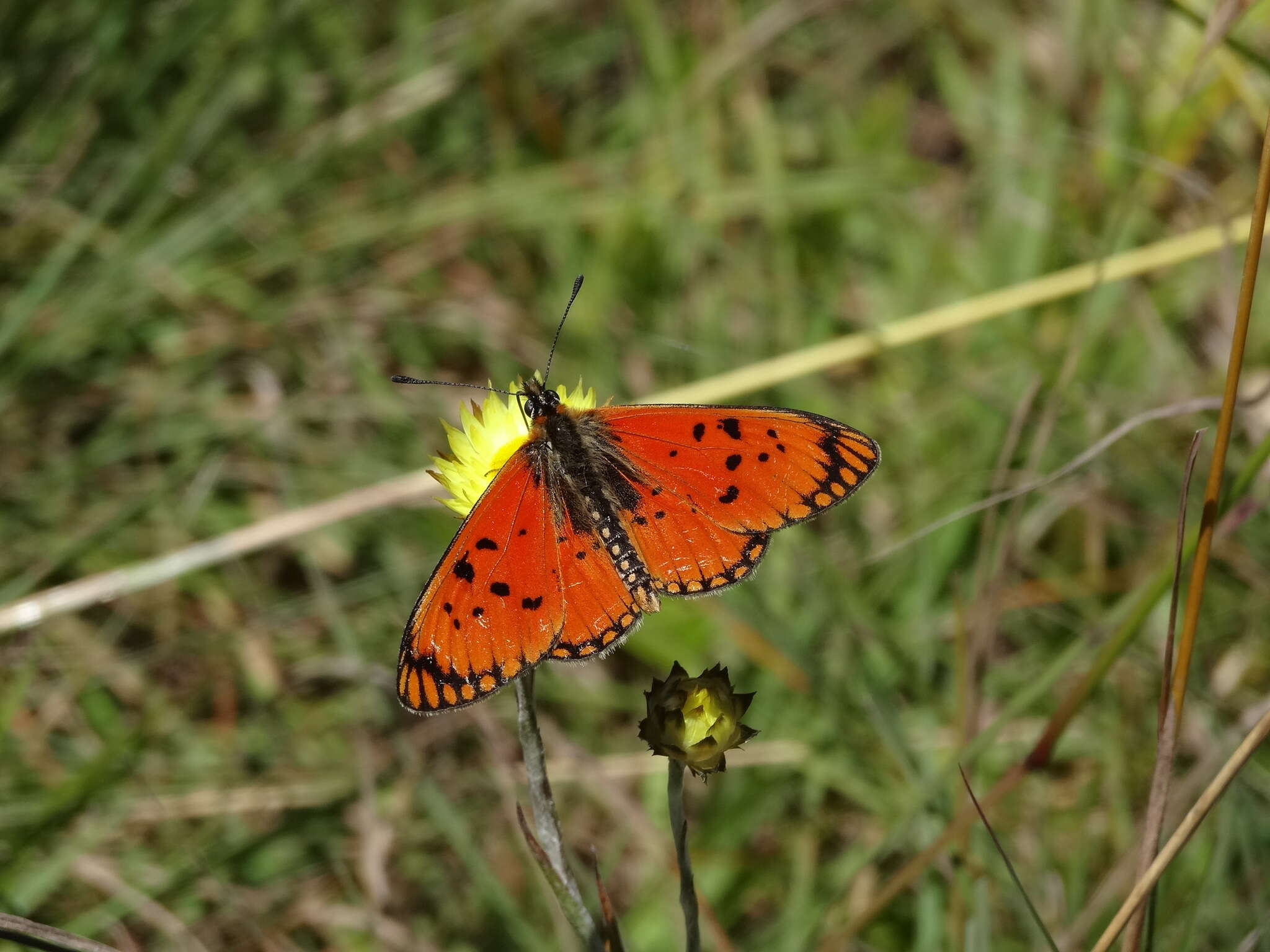 Image de Acraea anacreon Trimen 1868