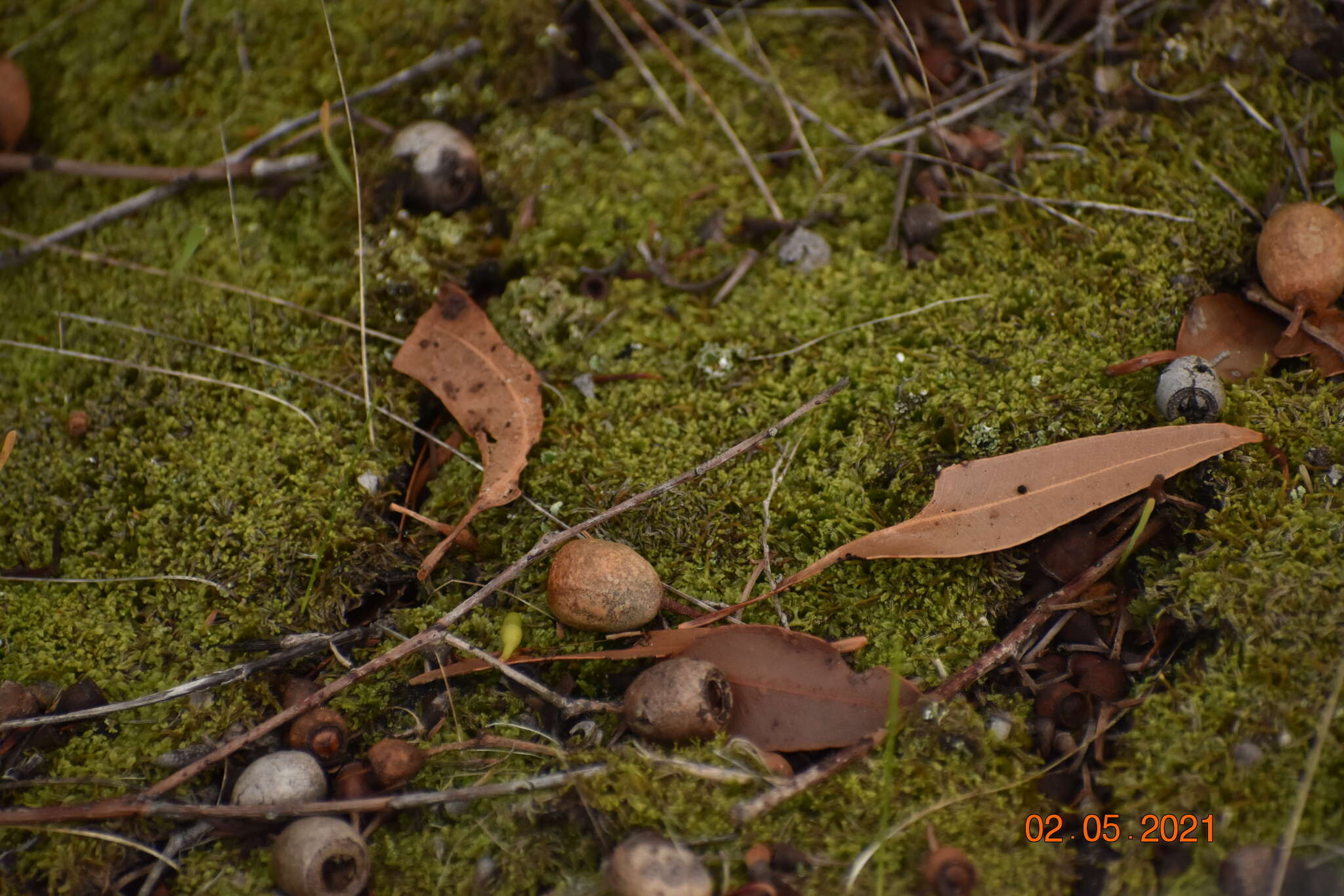 Image of Lophocolea semiteres (Lehm.) Mitt.