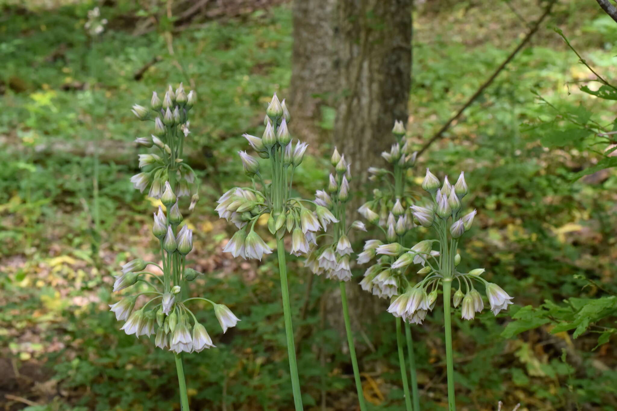 Image of Allium siculum subsp. dioscoridis (Sm.) K. Richt.