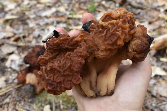 Imagem de Gyromitra venenata Hai J. Li, Z. H. Chen & Zhu L. Yang