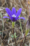 Image of starflower brodiaea