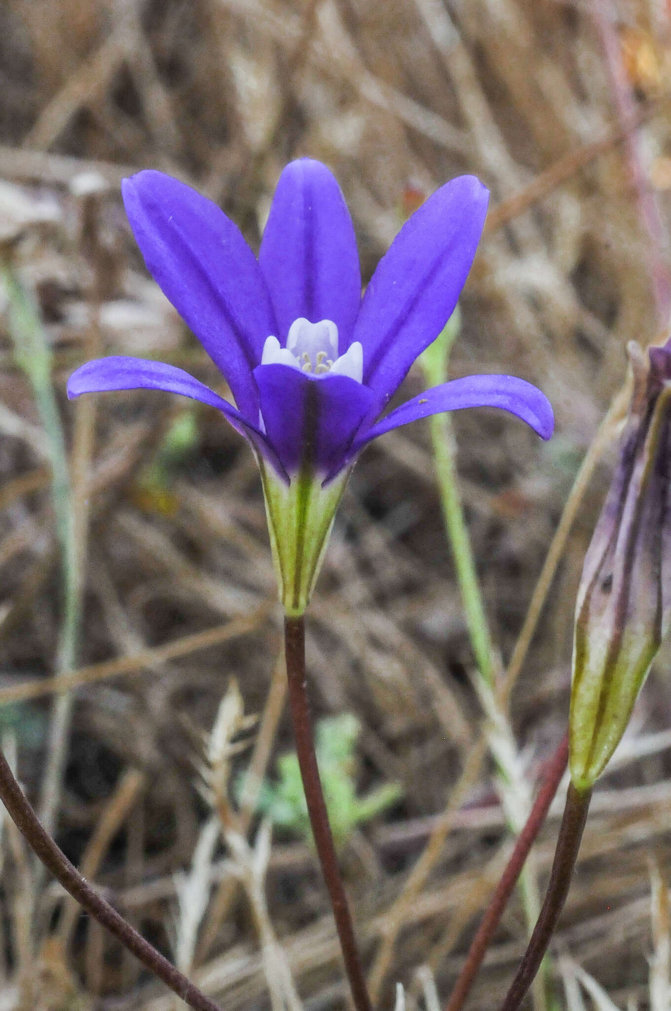 Image of starflower brodiaea