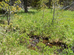 Image of Mountain-Meadow Cinquefoil