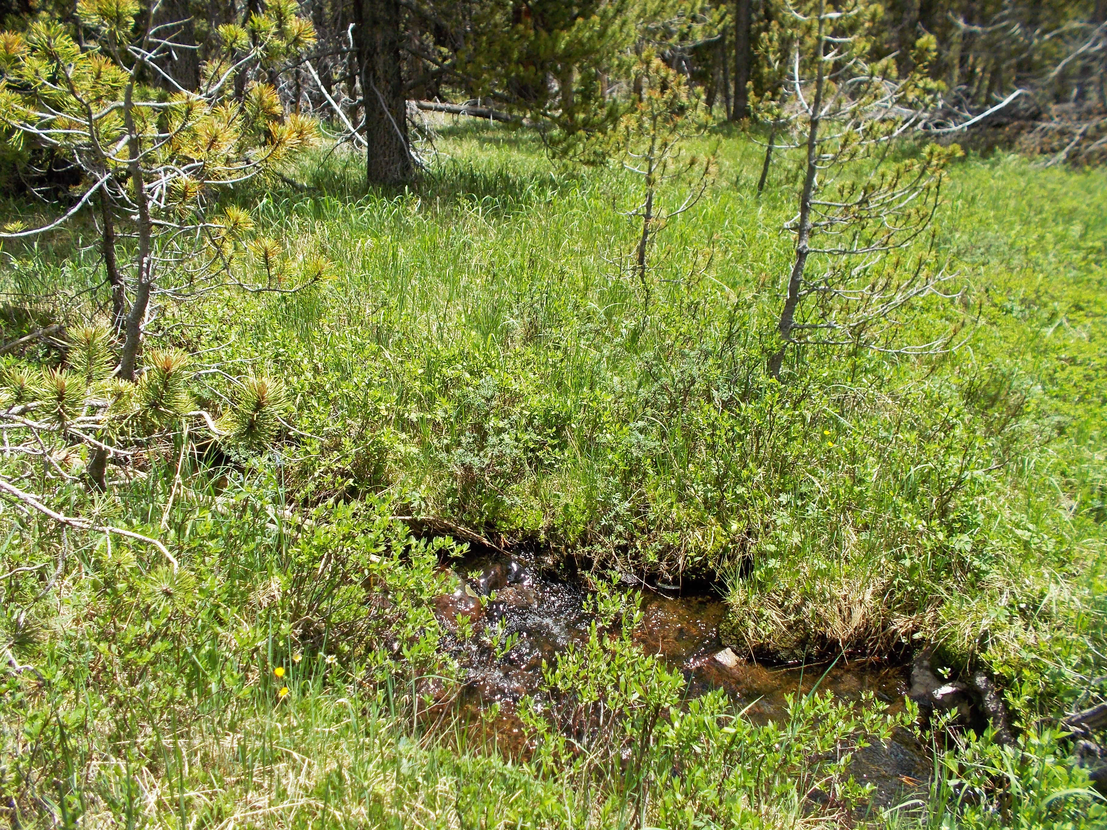 Image of Mountain-Meadow Cinquefoil