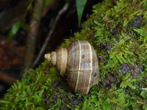 صورة Tropidophora betsileoensis (E. A. Smith 1882)