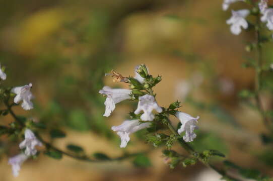 صورة Clinopodium nepeta subsp. nepeta